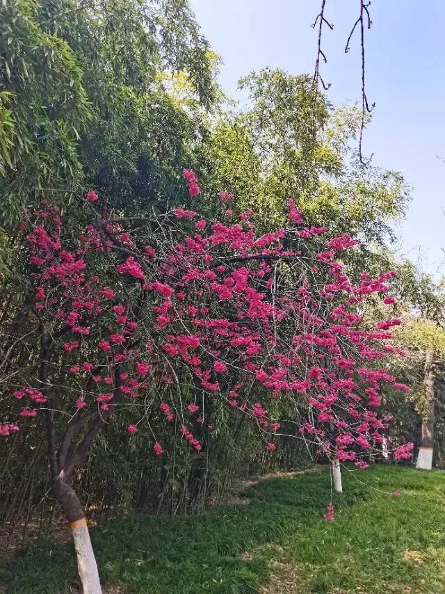 西安青龙寺遗址景区