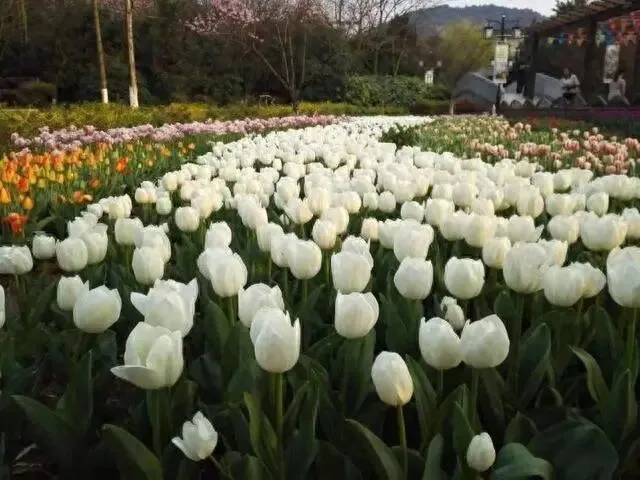 这些季节性自驾游景点攻略让您月月不重样