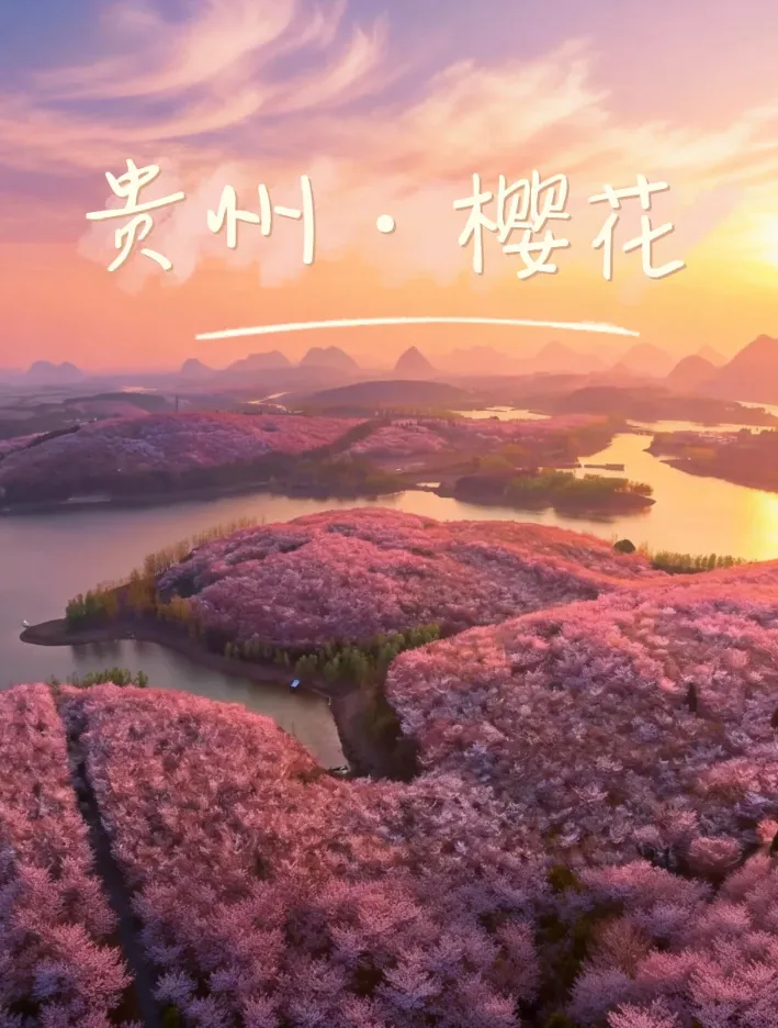 70万株樱花海美到窒息!第一次来贵州旅游怎么安排?看完这个篇贵州攻略就明白了!