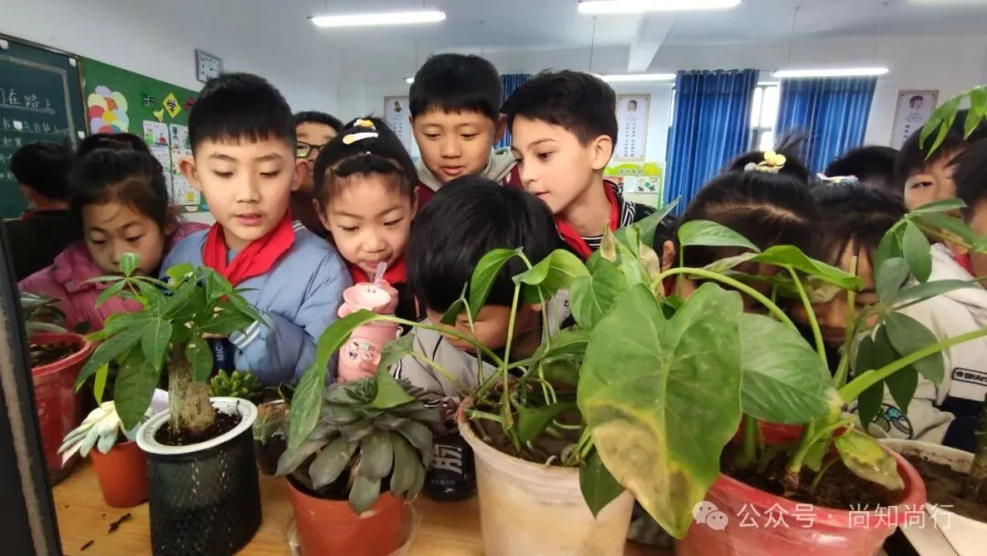 小小植物角 “游览”好景点