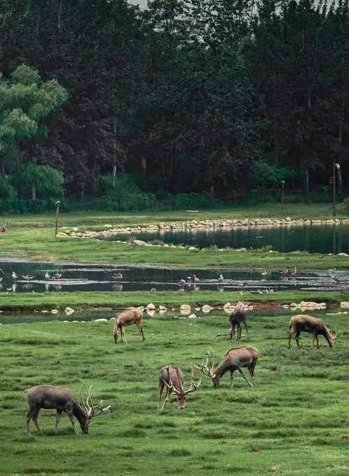 北京大兴区旅游攻略必去十大景点推荐,一日游好玩的地方全在这里!