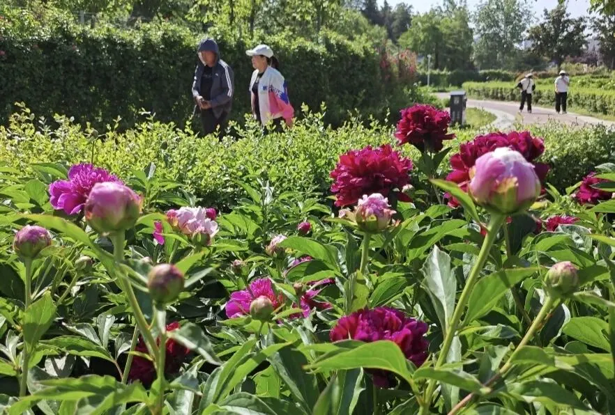 战牡丹盛会!菏泽两大景区提档升级