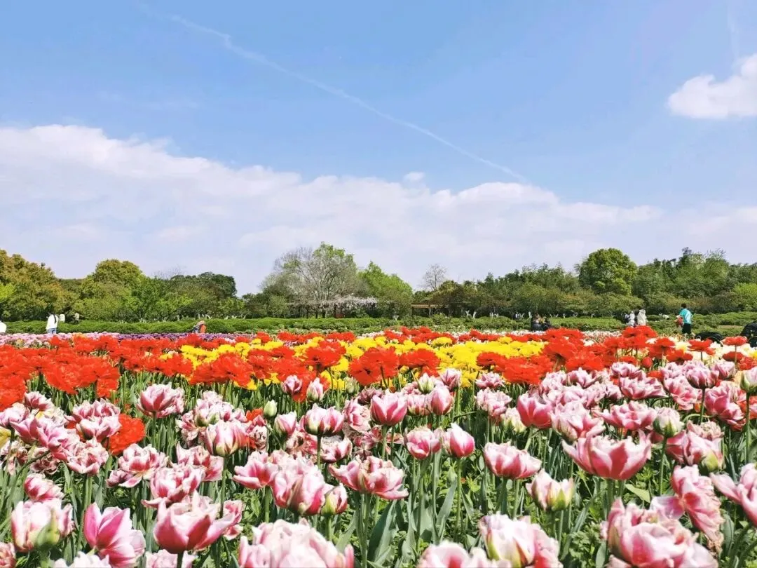 合肥春天最美的十大景点