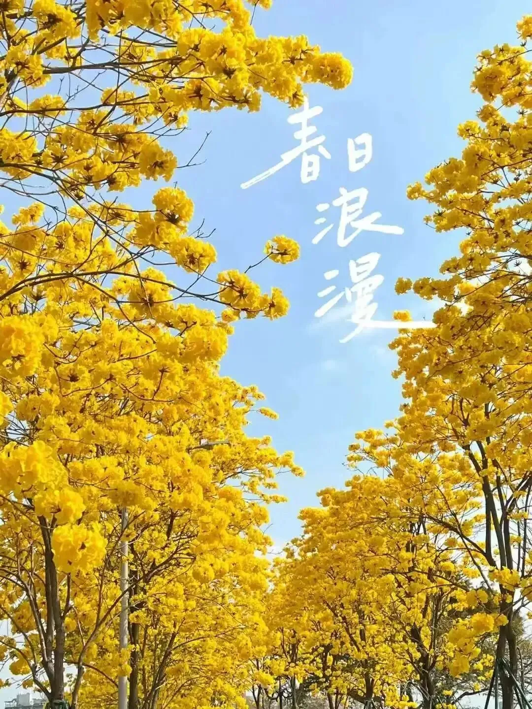 门票免费送!2026遂宁黄花风铃花海旅游季!3月27日盛大开启,100%出片!