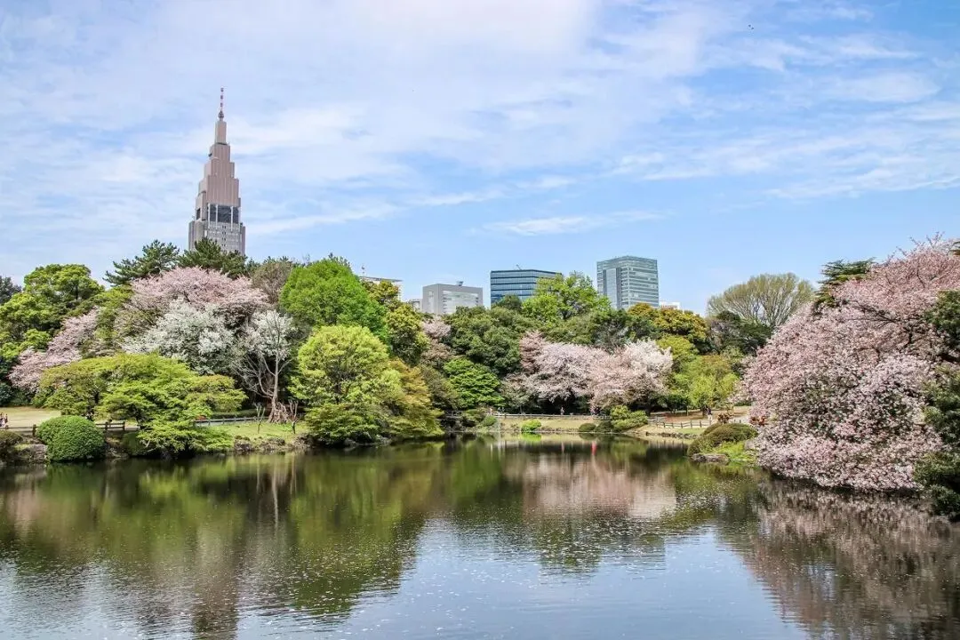 虽然全球油价涨了,但这不妨碍去日本旅游看樱花的观光客,想去日本仍需提前做好准备