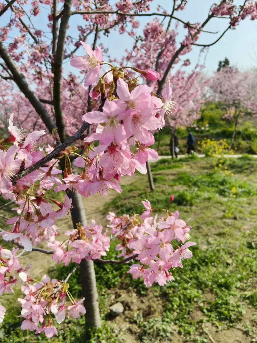 沙洋雷都樱花部落景区,突然涌来好多美女