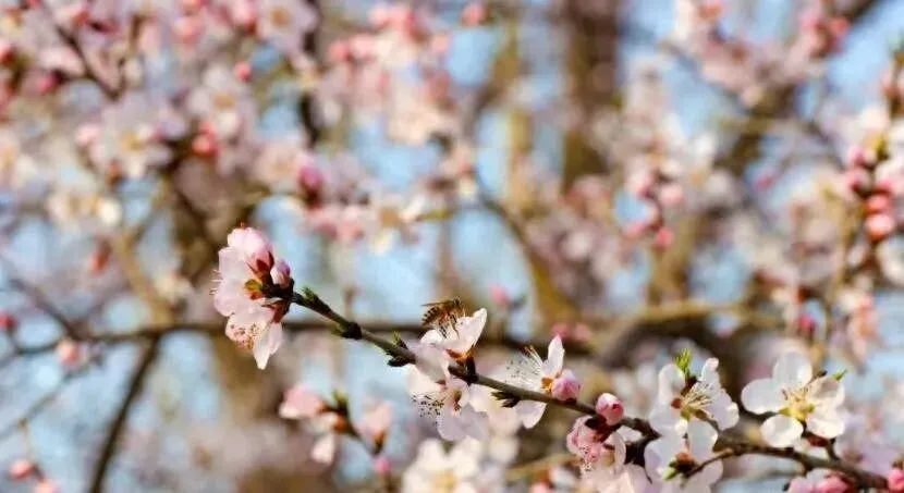 春日赏花陷阱多!三月行程规划,你还在犯这三大错误?