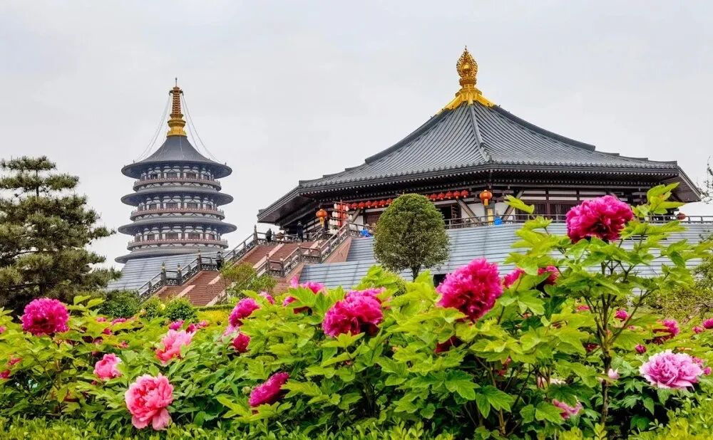 旅游攻略 | 错过等一年!洛阳牡丹即将迎来全盛期,这份“赏花+穿越”保姆级请收好