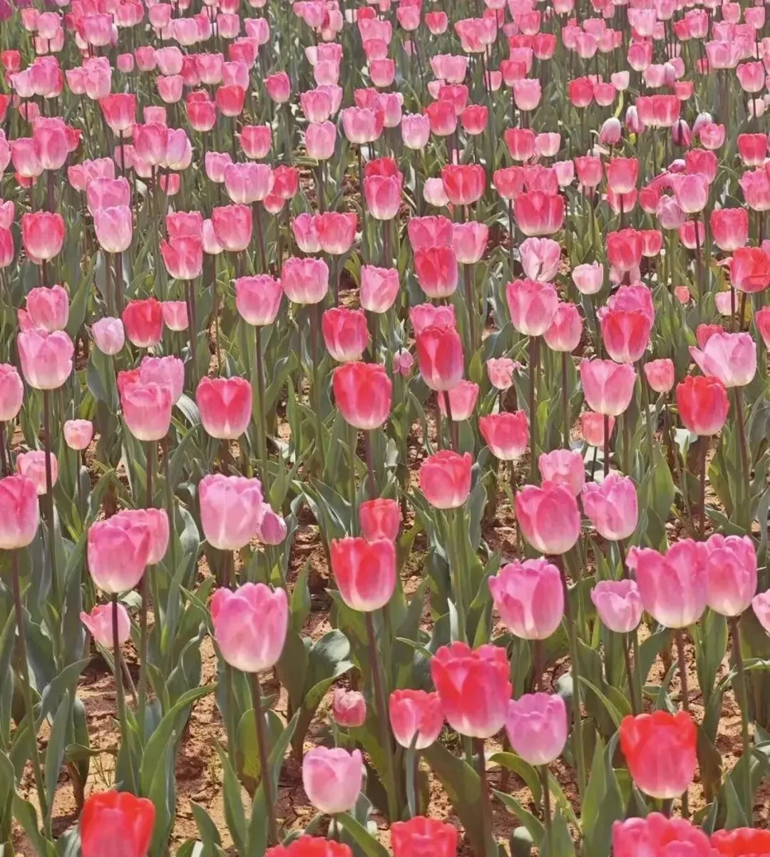 长沙湖南省植物园超全游玩攻略