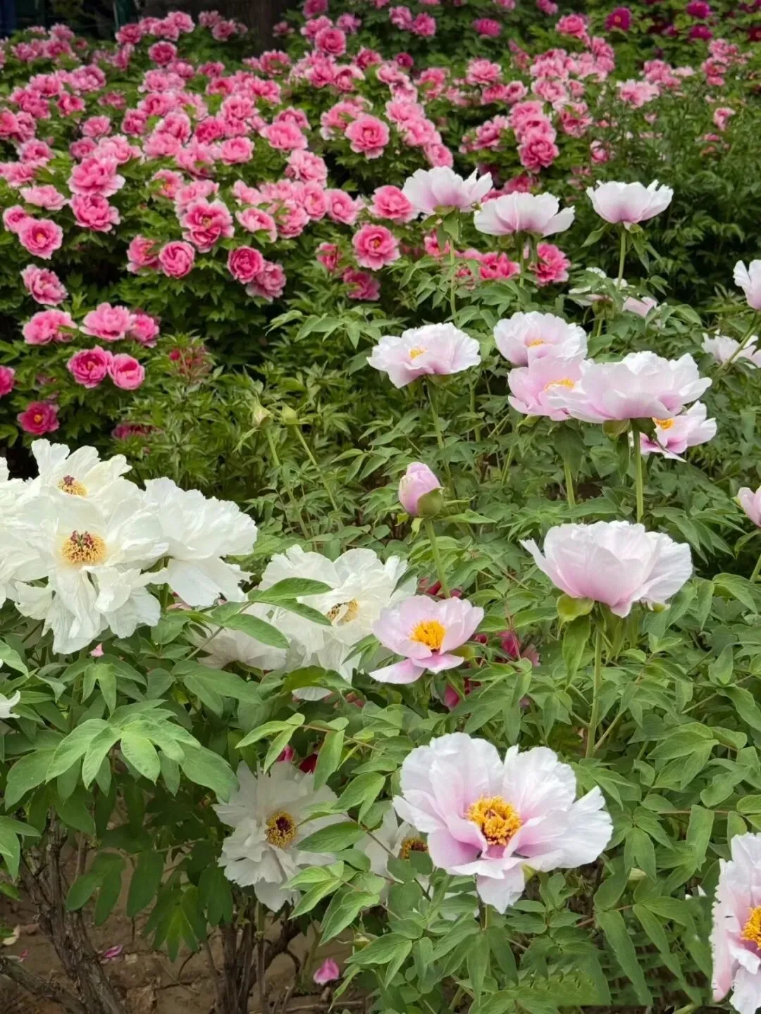 适合3-4月赏花的8个最美旅行地,不用攻略,随便挑一个就出发!