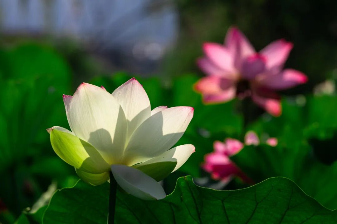 涪城区首届荷文化旅游节即将开幕啦!内附游玩攻略!