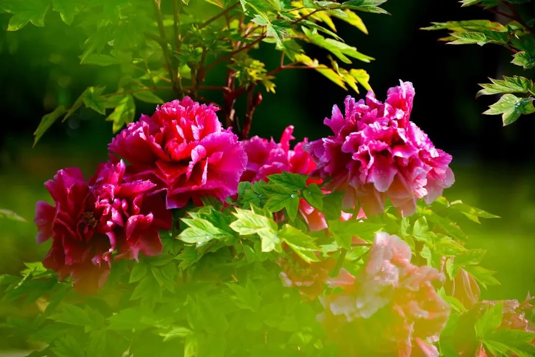 洛阳赏花旅游全攻略!看完才懂什么叫“花开时节动京城”