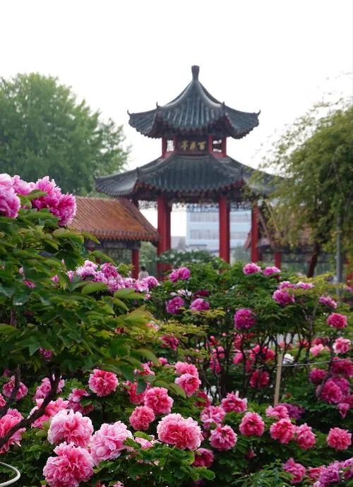 菏泽旅游攻略必去十大景点推荐,一日游好玩的地方全在这里!