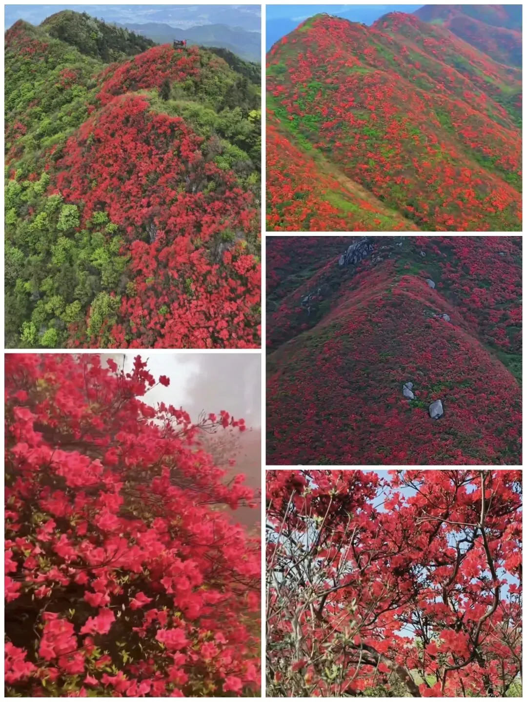 湖南最值得期待的七大高山野杜鹃免费景点攻略!