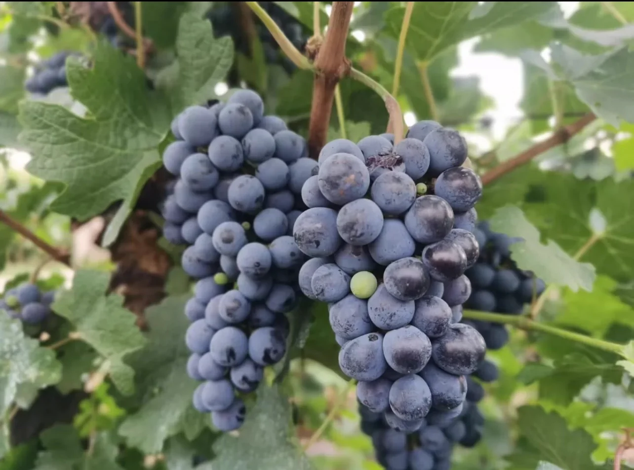 农家自酿的葡萄酒哦