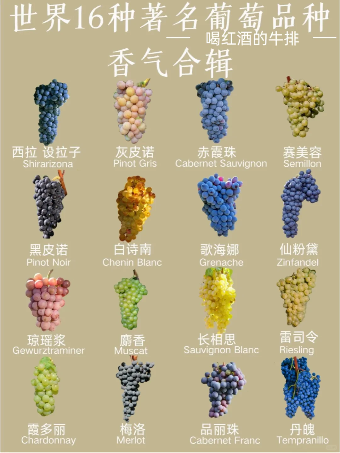 一张图搞懂16种酿酒葡萄香气✨葡萄酒小白必