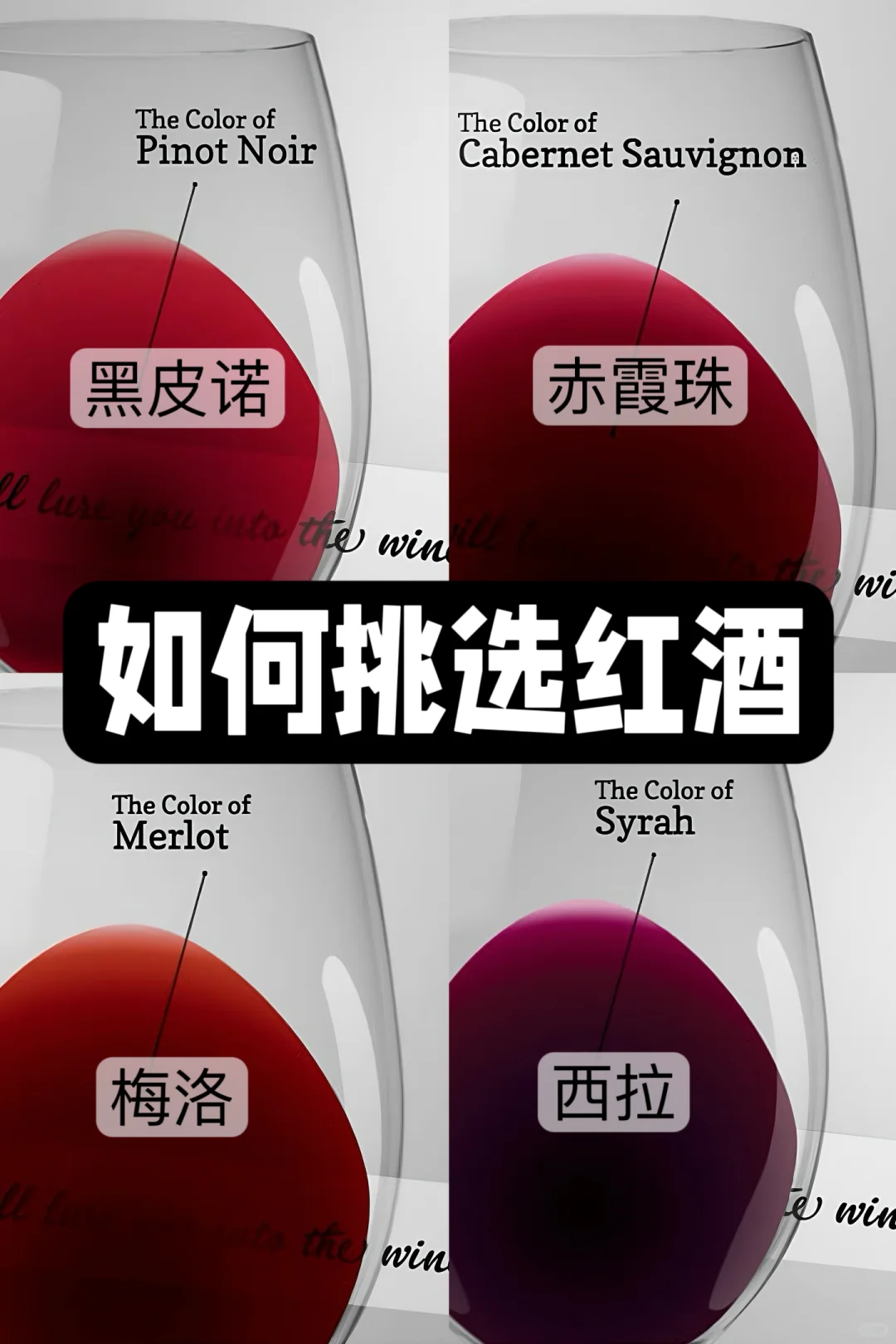 入门篇｜哪款红酒最适合你？
