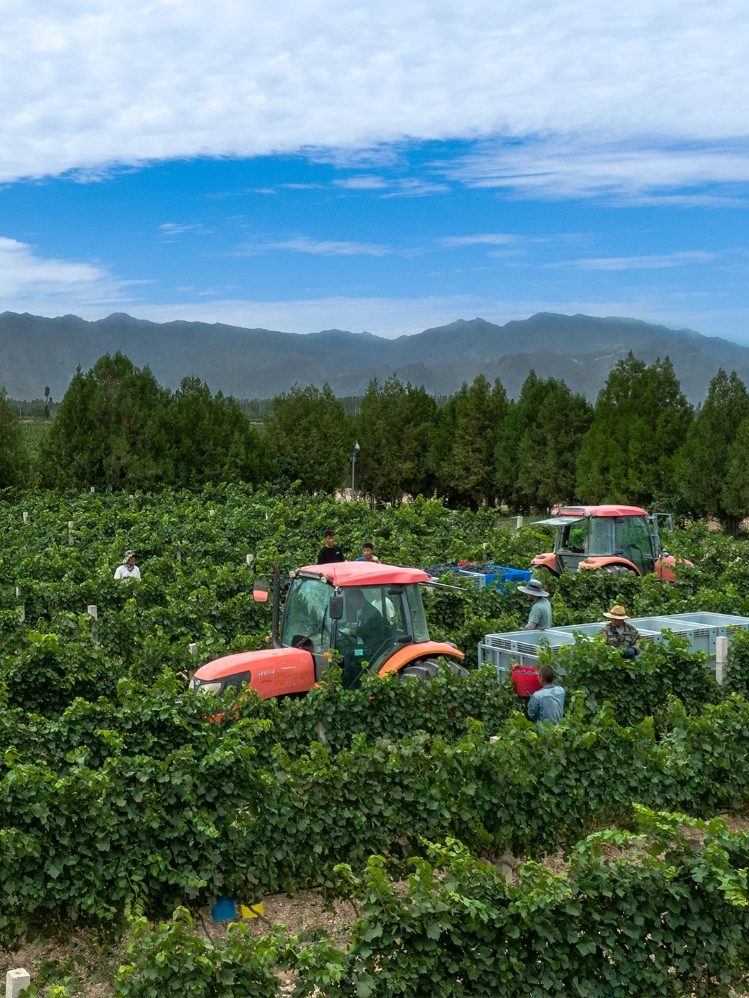 葡萄醒在贺兰山 |中国「波尔多」的风土奥秘