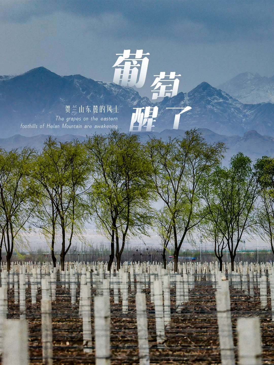 葡萄醒在贺兰山 |中国「波尔多」的风土奥秘