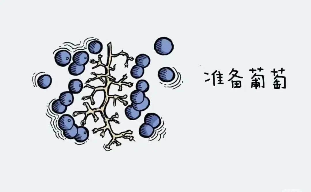 葡萄酒酒精度最高都是在15°左右?(下篇)