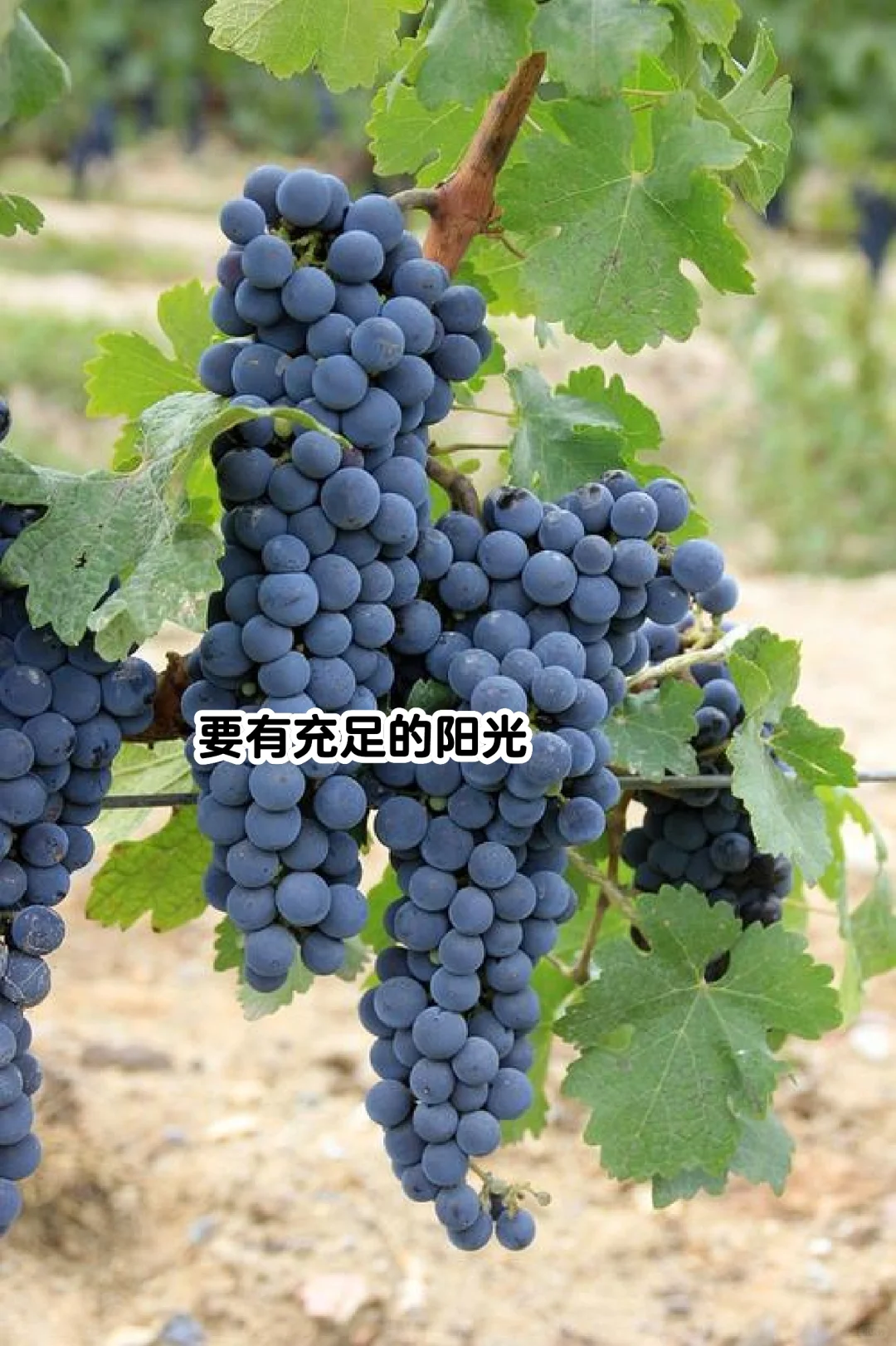 酿造之王｜赤霞珠，高档甘红原料的“坏处”