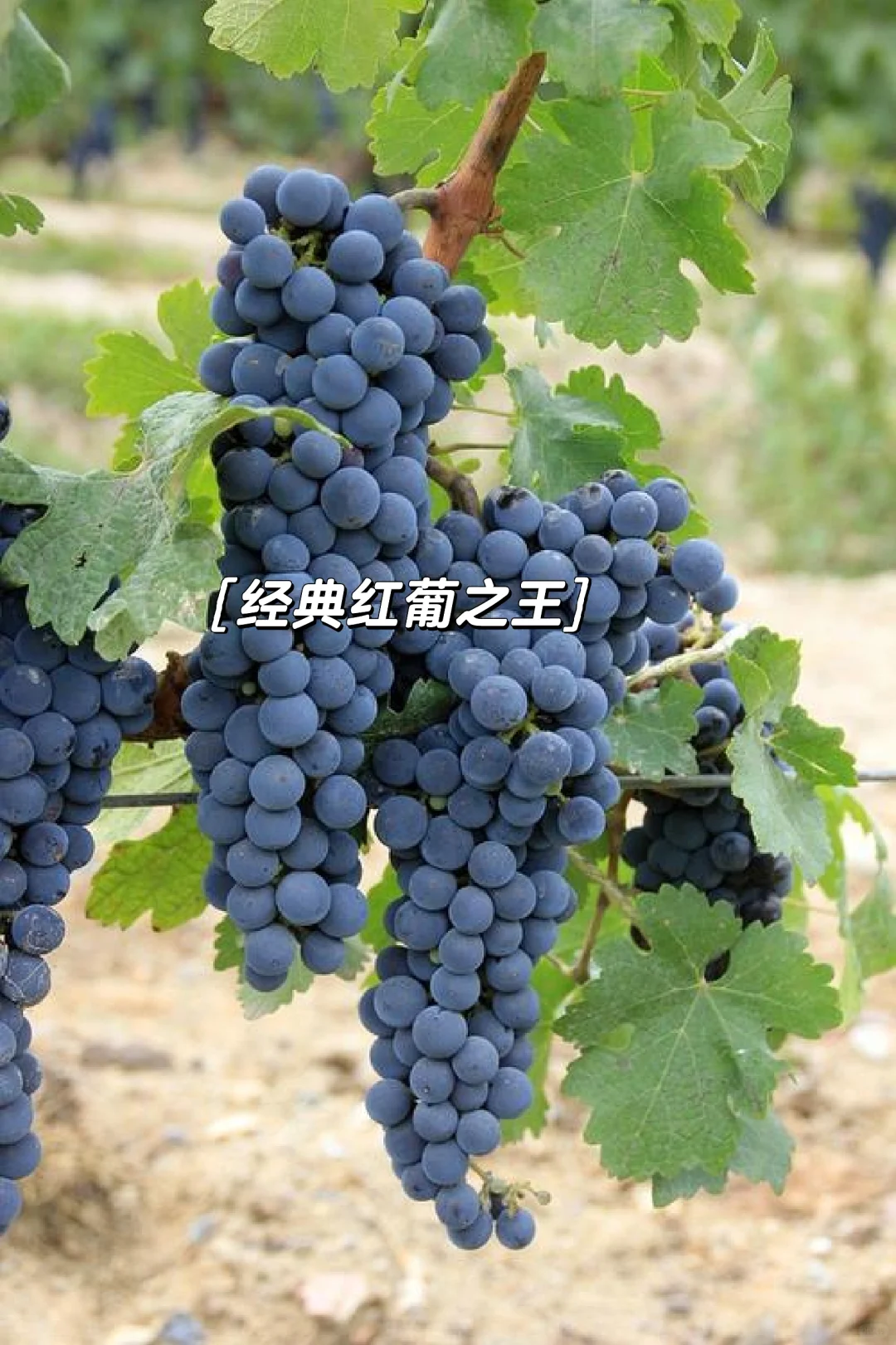 酿造之王｜赤霞珠，高档甘红原料的“坏处”