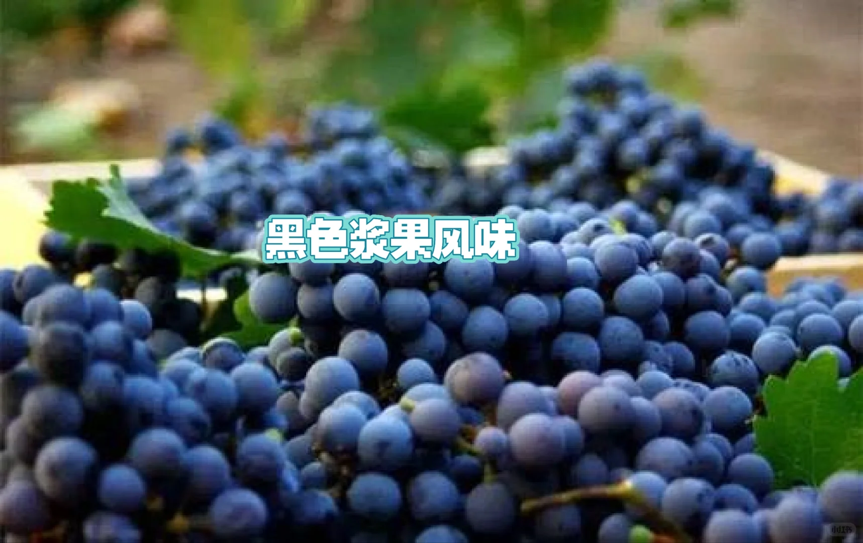 酿造之王｜赤霞珠，高档甘红原料的“坏处”