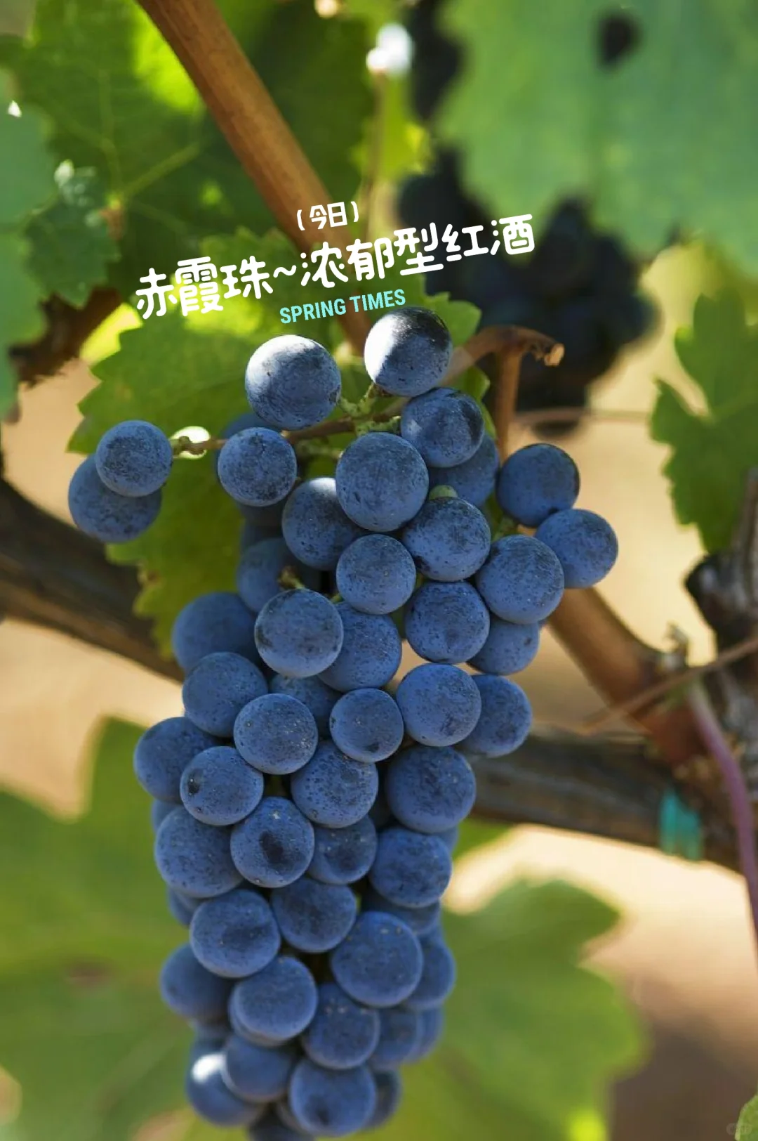 酿造之王｜赤霞珠，高档甘红原料的“坏处”