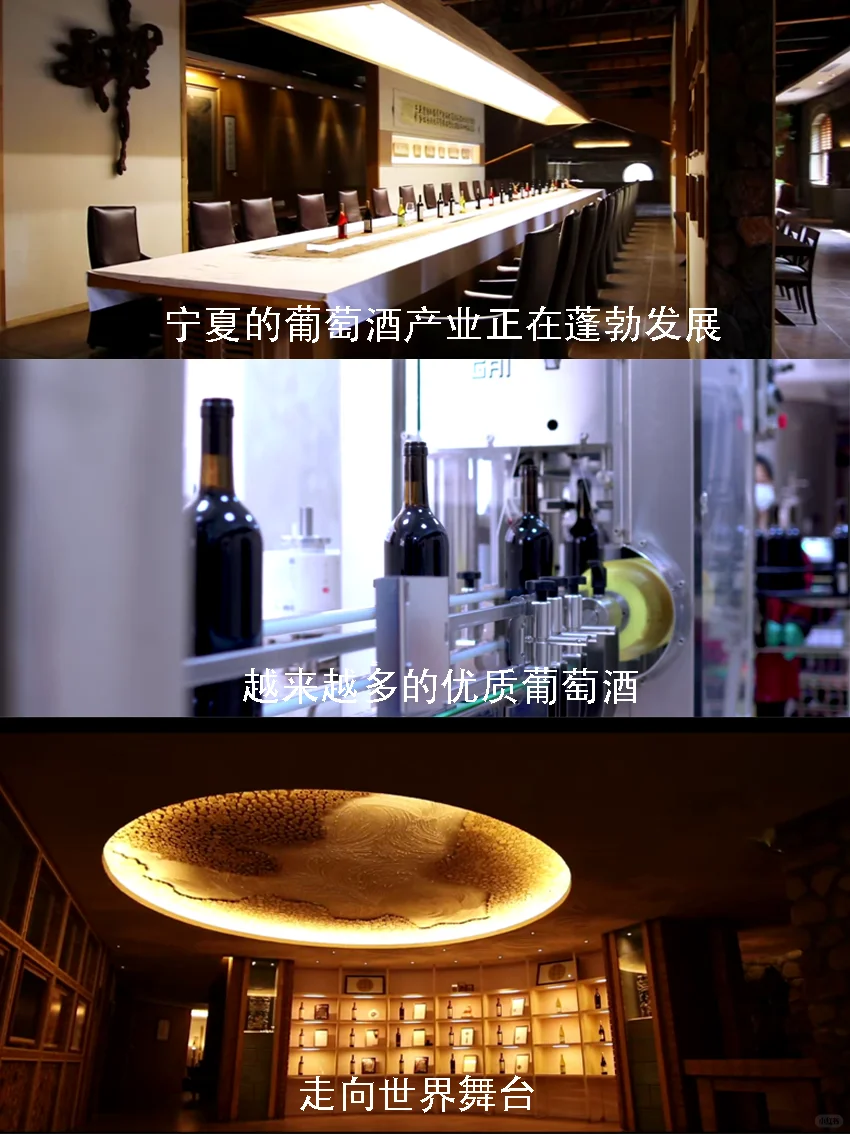 向新而行｜和董宇辉一起领略宁夏葡萄酒文化