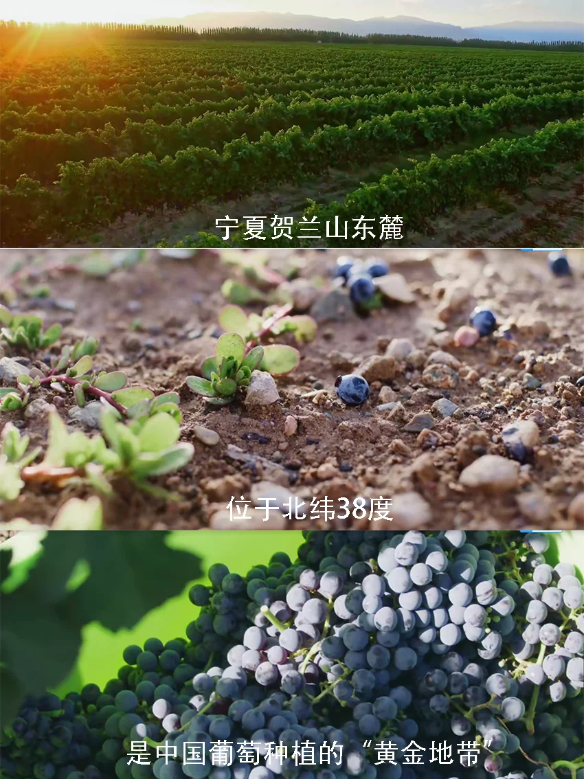 向新而行｜和董宇辉一起领略宁夏葡萄酒文化