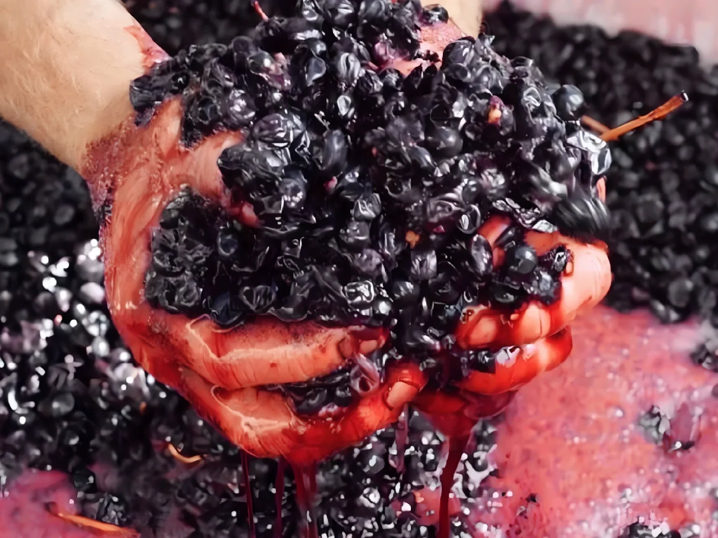 一分钟带你弄明白葡萄酒里的单宁