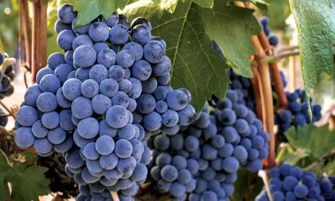 ?葡萄品种干货｜丹魄VS赤霞珠，一篇看懂