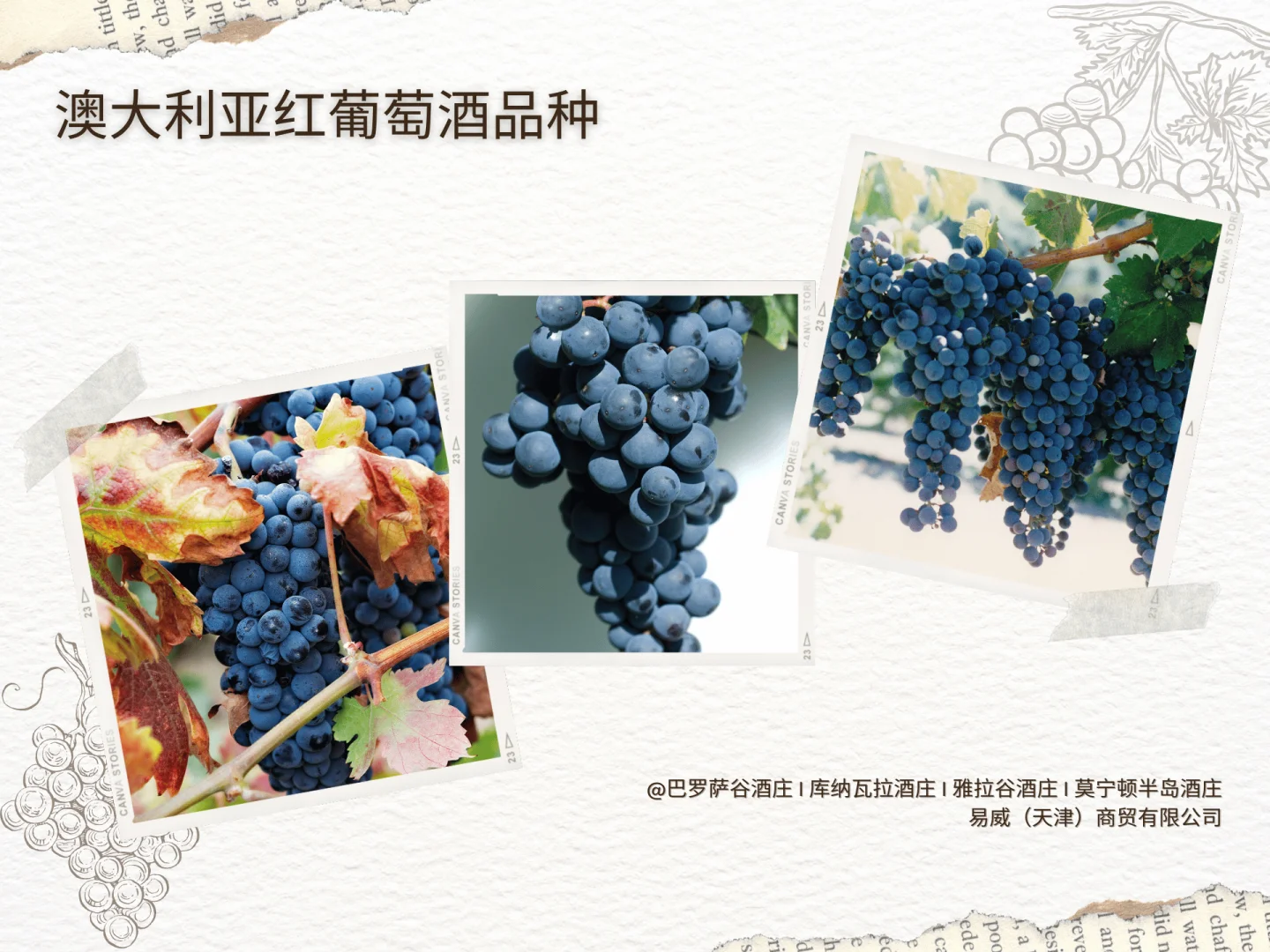 澳大利亚红葡萄酒品种 第一篇