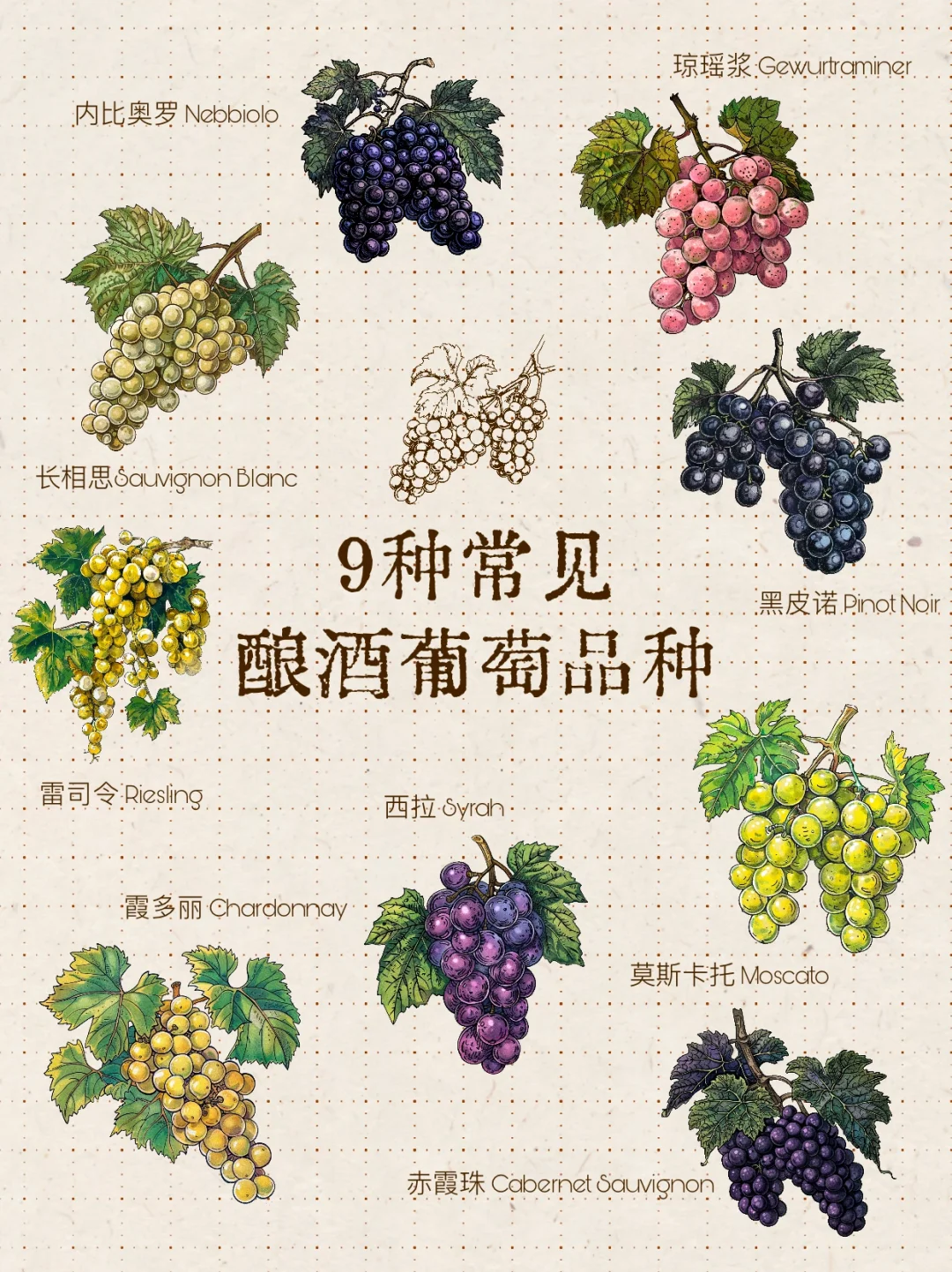 ?醉猫笔记丨9种常见酿酒葡萄?