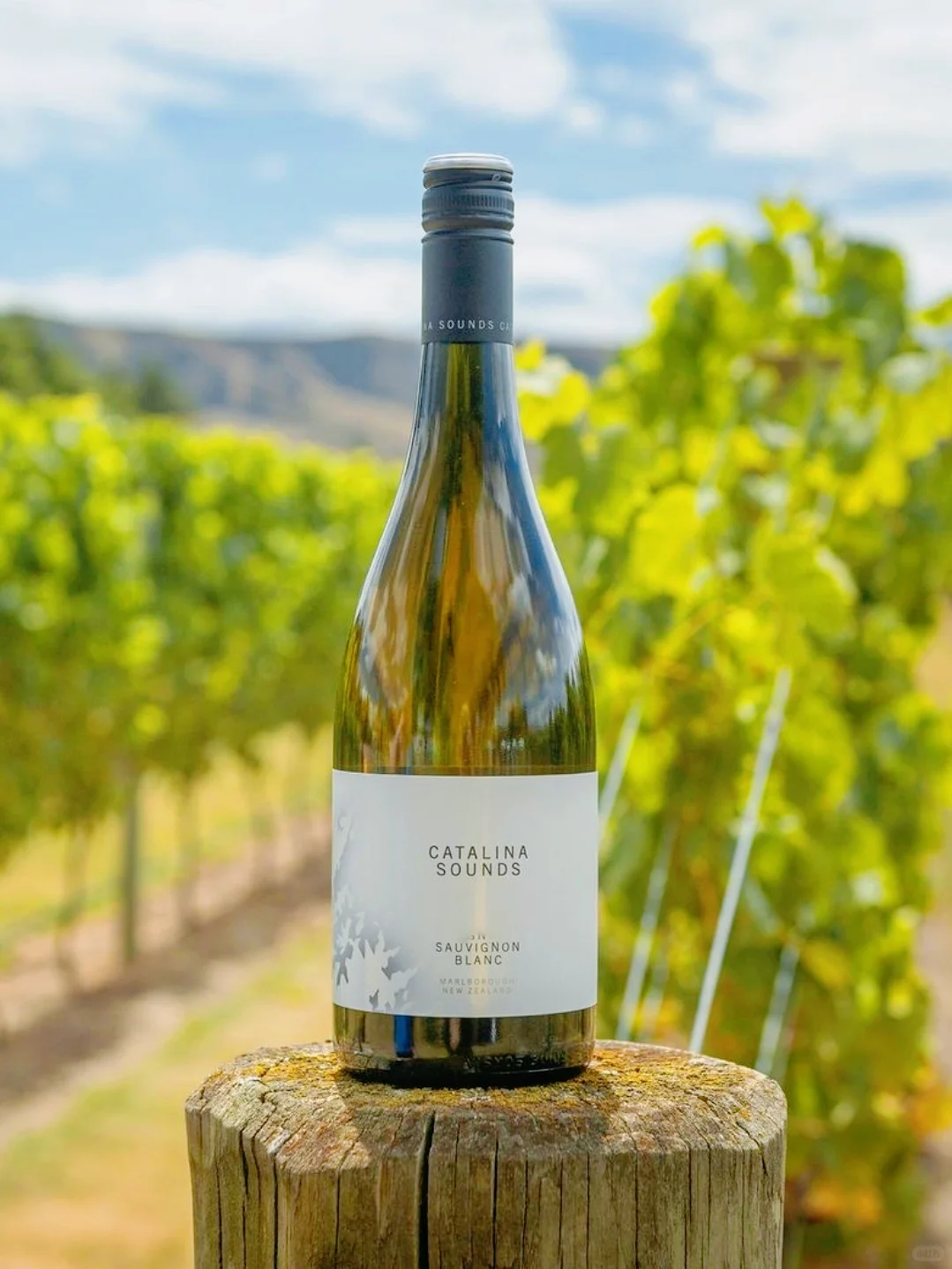 白葡萄酒甄选！开瓶就坠入南半球盛夏果园！