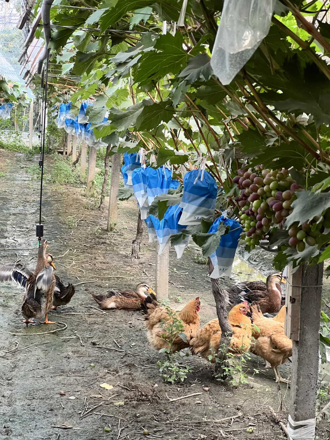 用最优质的葡萄做葡萄酒是什么味道？