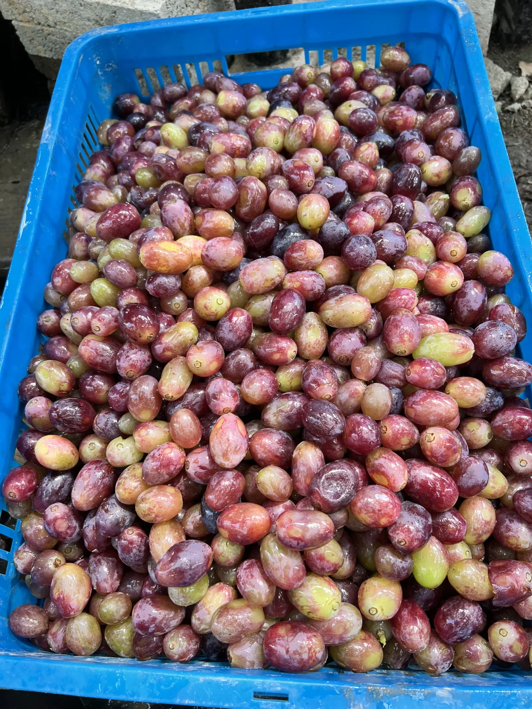 用最优质的葡萄做葡萄酒是什么味道？