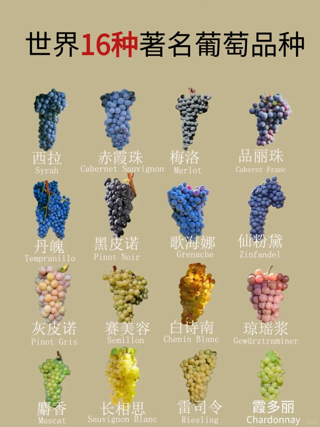 1️⃣分钟Get葡萄酒风味密码！