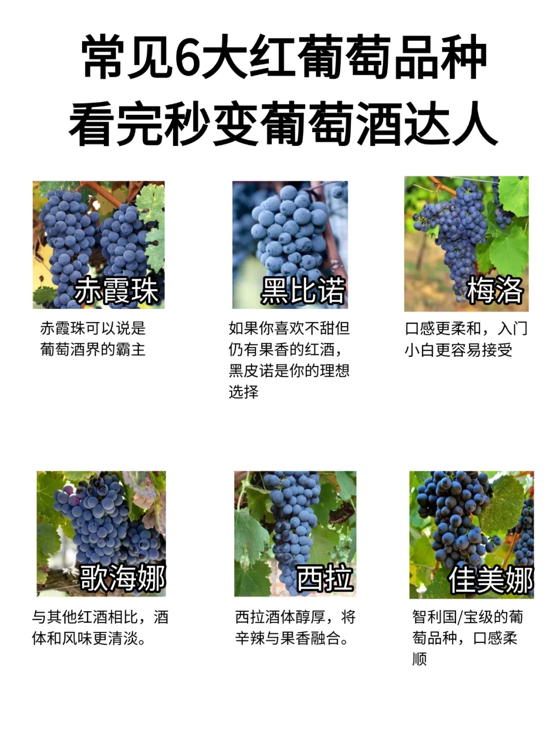 常见6大葡萄品种，看完秒变葡萄酒达人