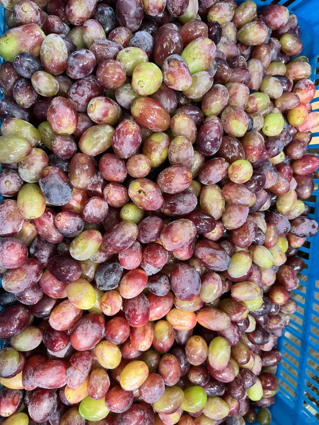 用最优质的葡萄做葡萄酒是什么味道？