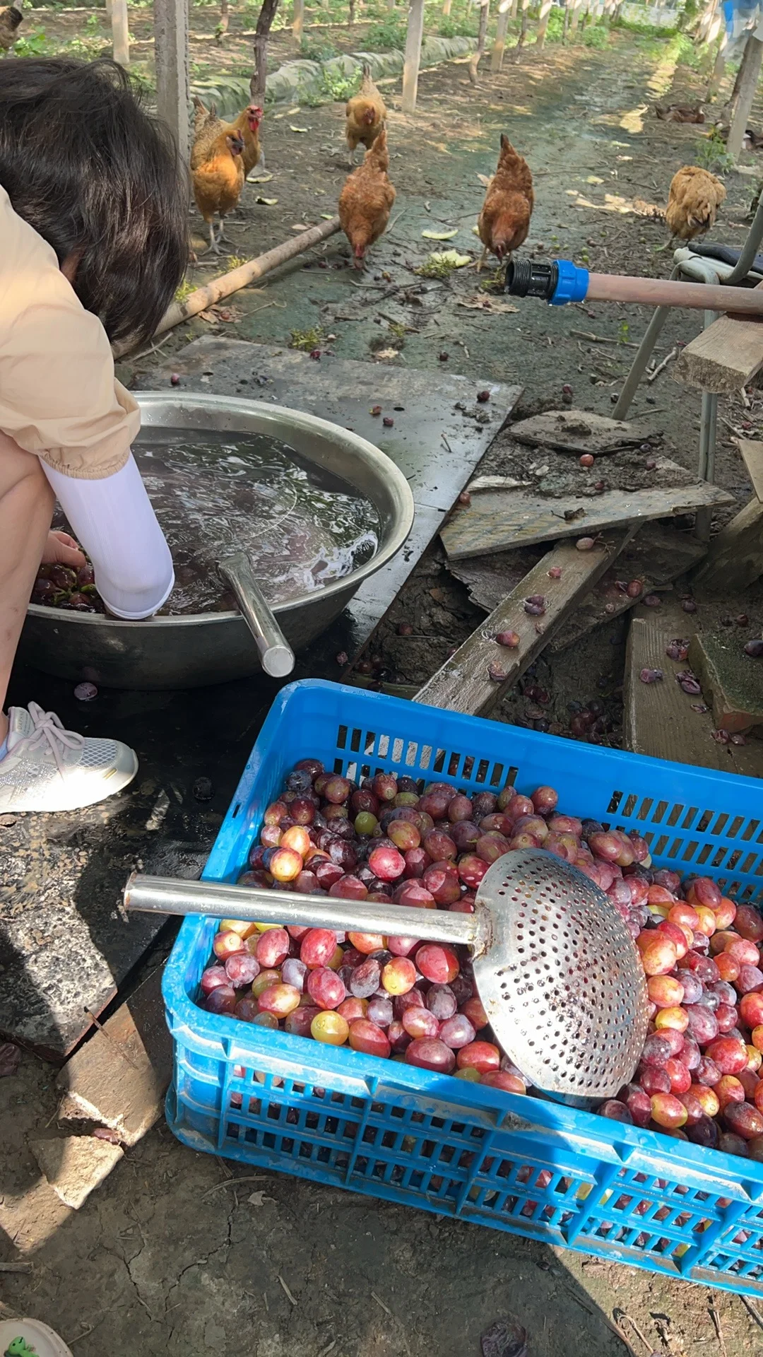 用最优质的葡萄做葡萄酒是什么味道？