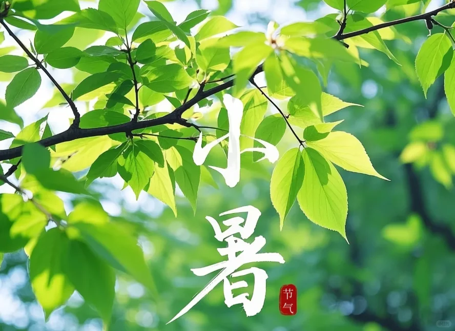 小暑已至,是时候给夏天加点“清香滤镜”