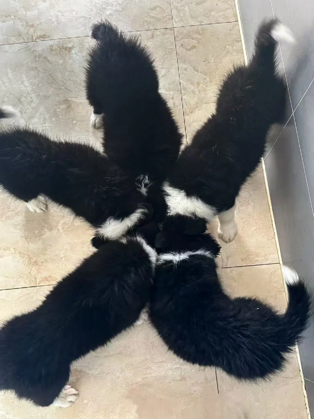 坏消息：抢不到猫粮半价 好消息：直接入职了