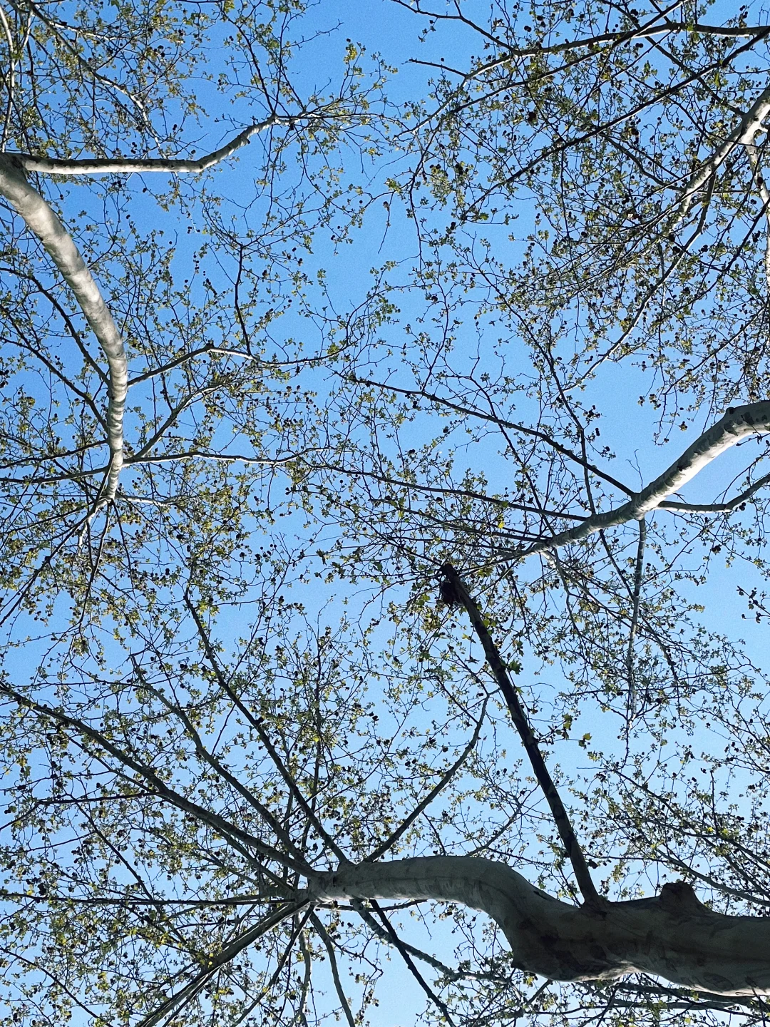 在上海喝15杯咖啡