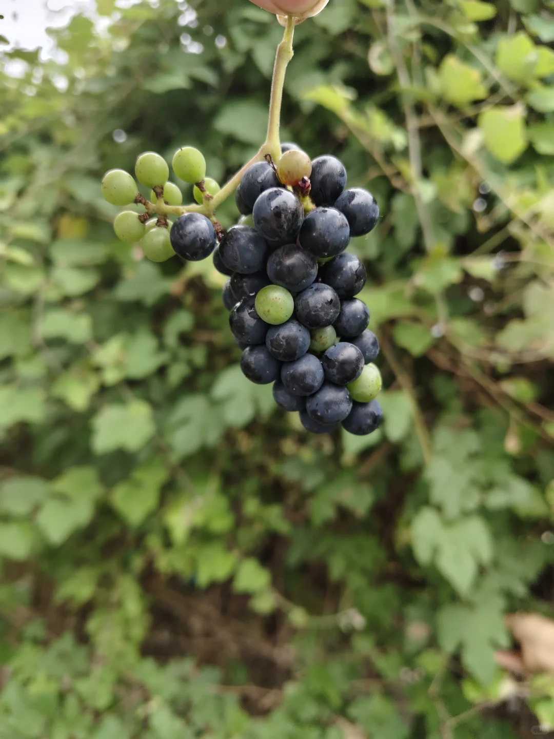 南京野菜集——野葡萄