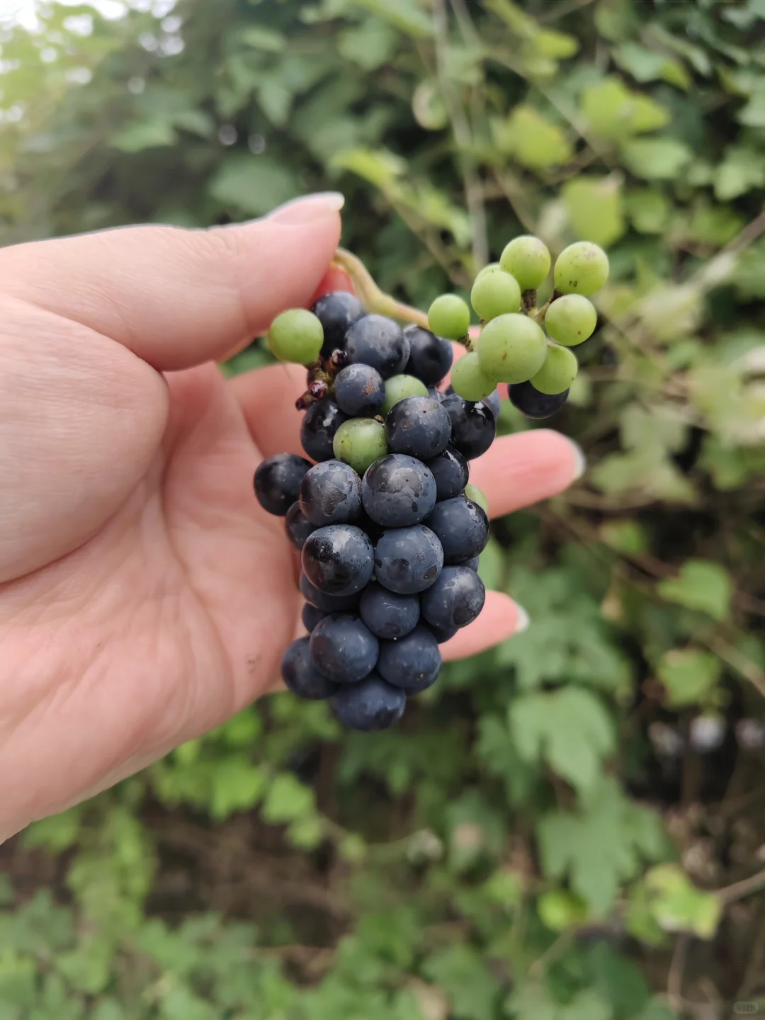 南京野菜集——野葡萄