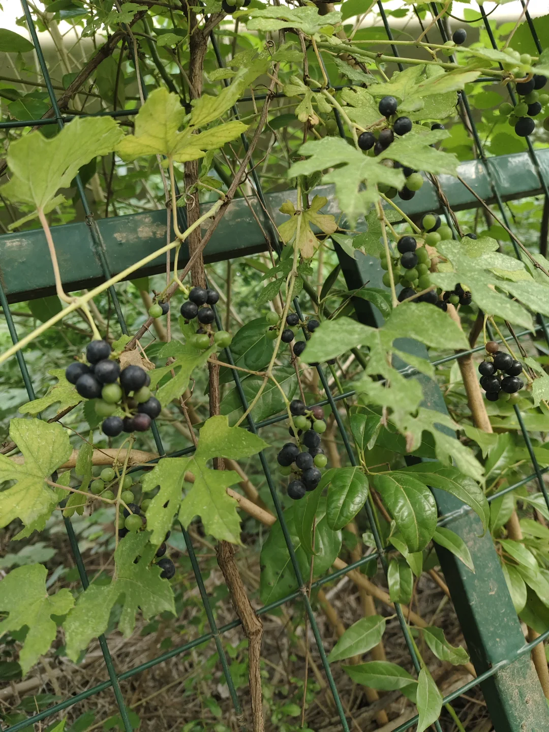 南京野菜集——野葡萄