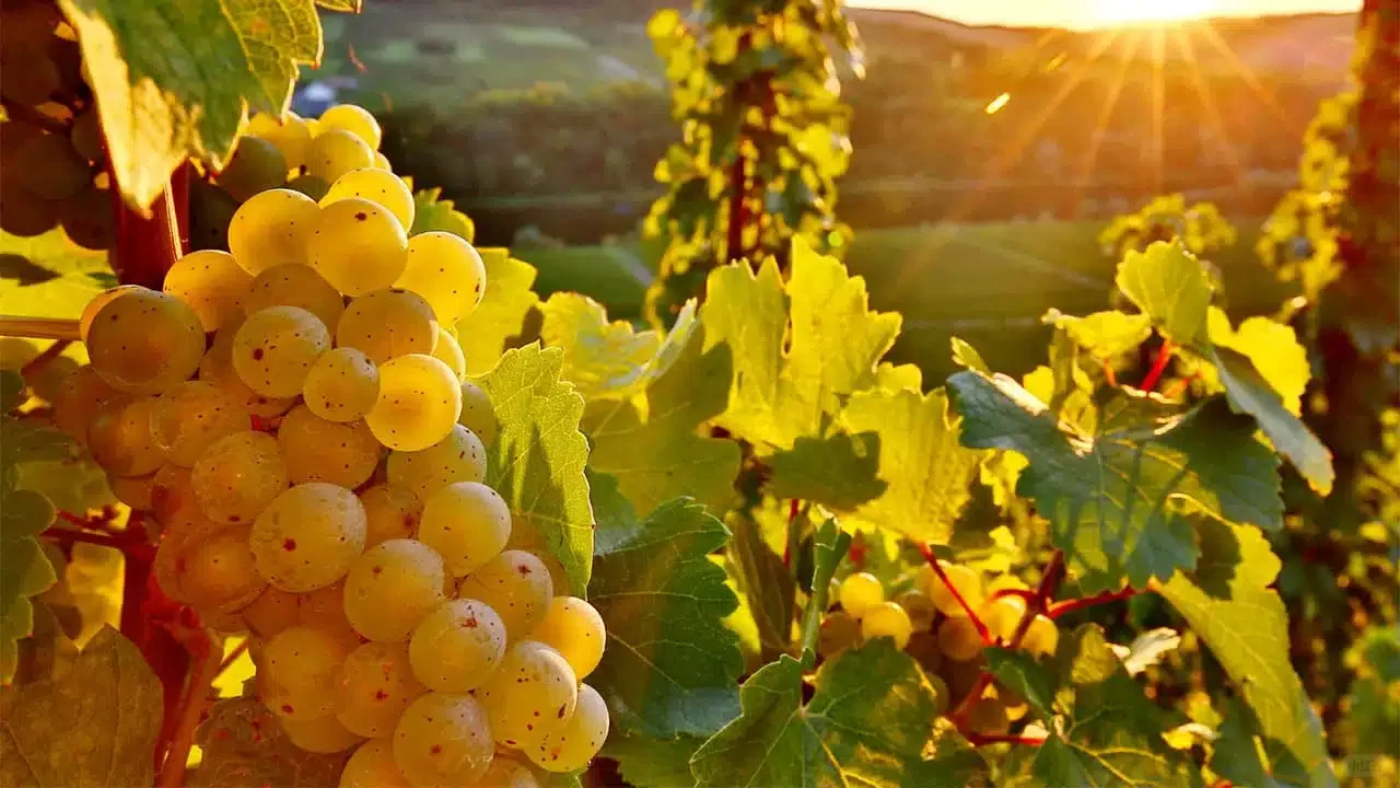 中国的葡萄酒——李华葡萄酒（二）