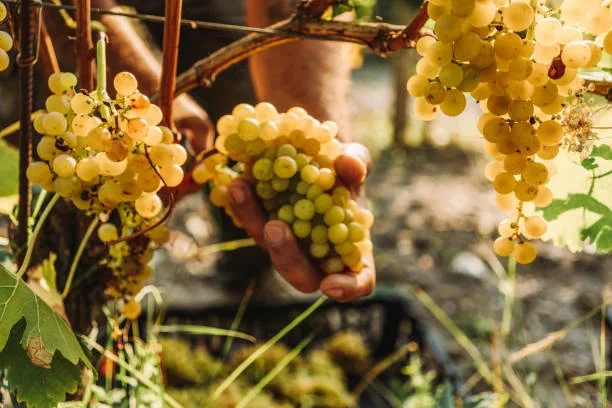 中国的葡萄酒——李华葡萄酒（二）