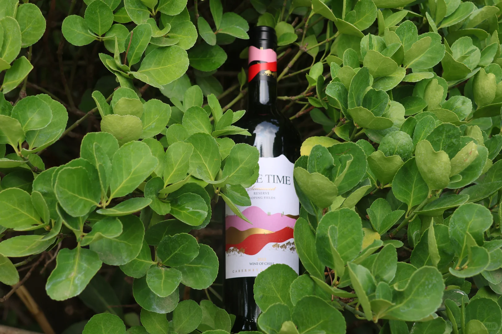 智利半甜红葡萄酒750ml微醺夏日解腻甜红